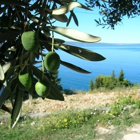 Judita